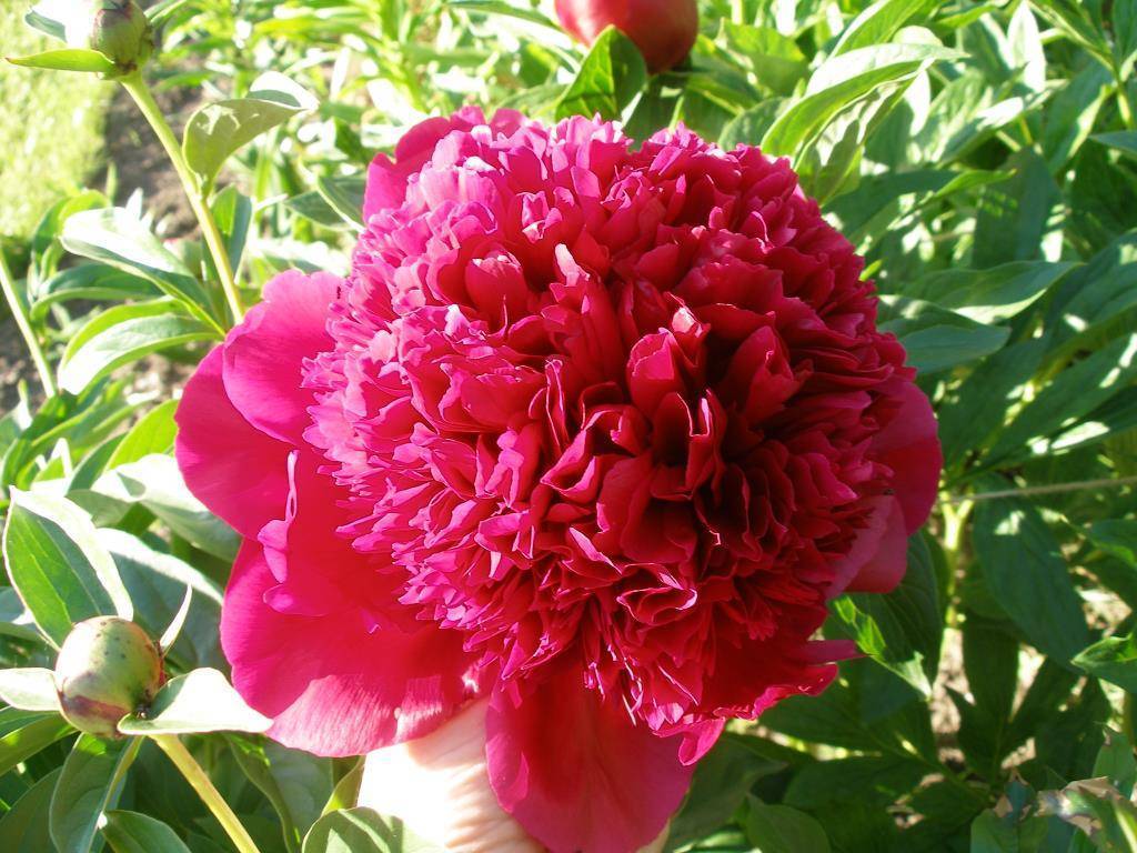 Ред шарм пион - цветочный мир
