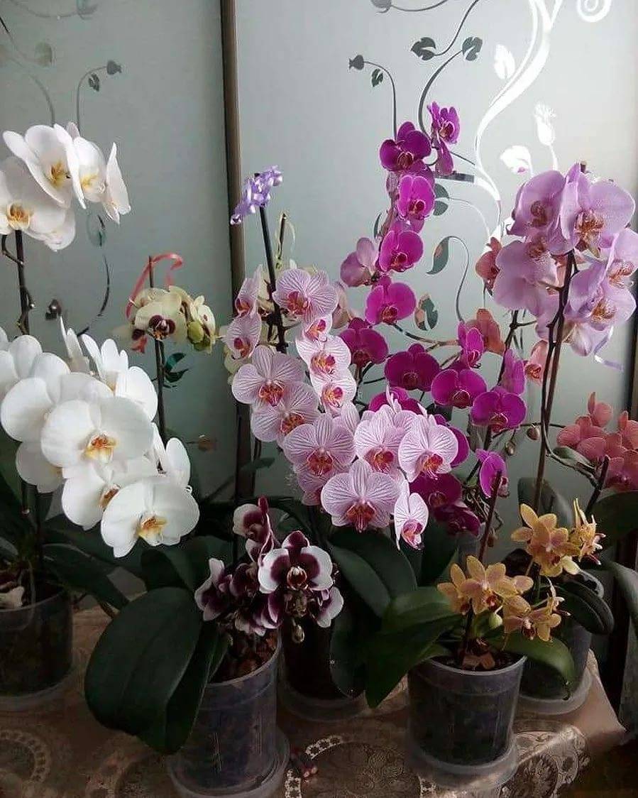 Как заставить цвести орхидею фаленопсис в домашних условиях: почему нет бутонов и что нужно делать?