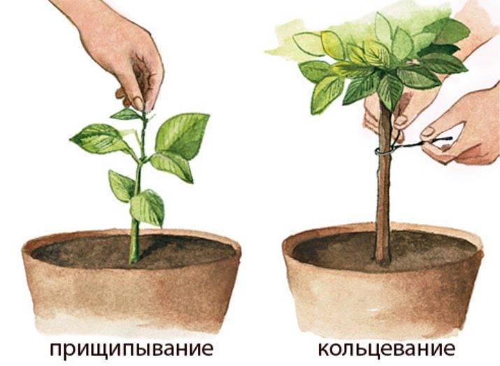Выращивание авокадо в домашних условиях - pahistahis.ru