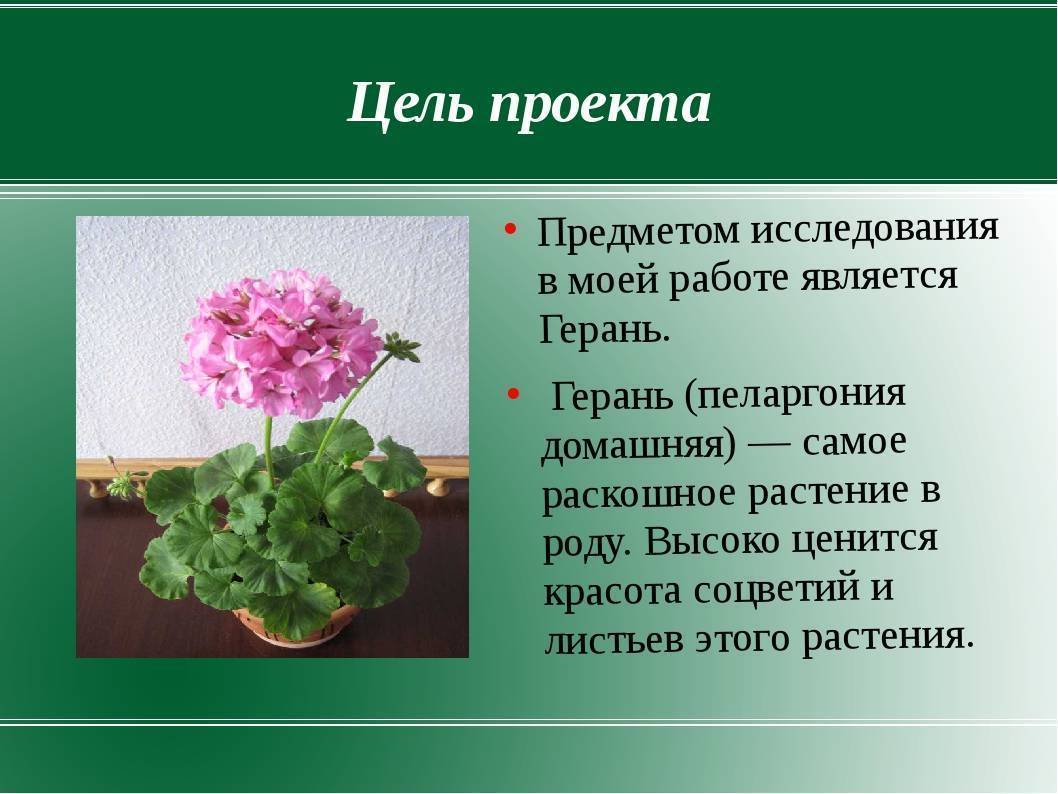 Герань читать. Черенкование пеларгонии. 2. Герань (пеларгония). Герань комнатное растение. Пеларгония (герань) клобучковая.