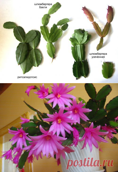Рипсалидопсис: уход в домашних условиях, виды кактуса