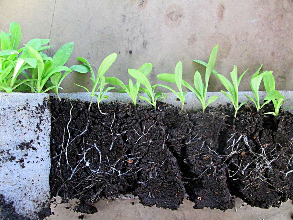 Флокс друммонда: выращивание из семян, посадка и уход, сорта, фото