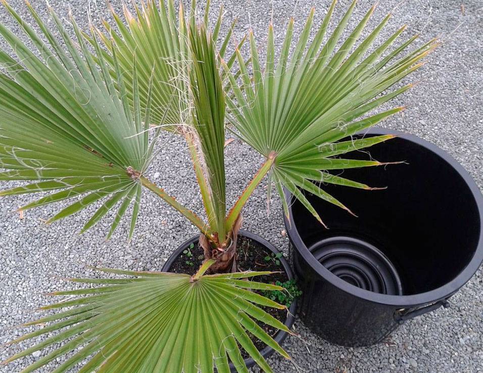 Раскидистая пальма — вашингтония: уход, виды, особенности и выращивание