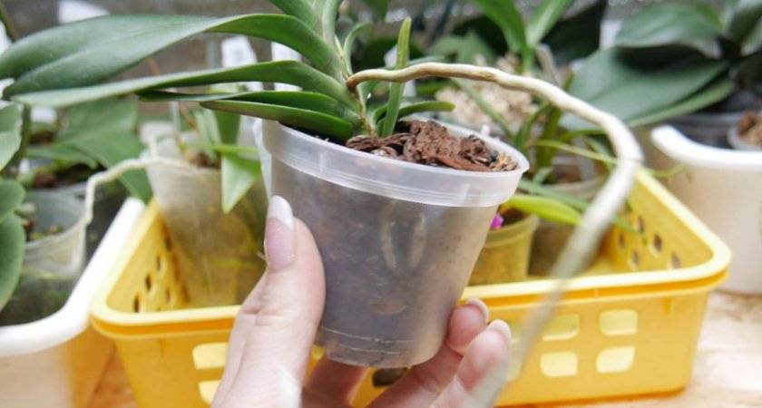 Орхидея ванда: фото сортов с описанием, уход и выращивание в домашних условиях