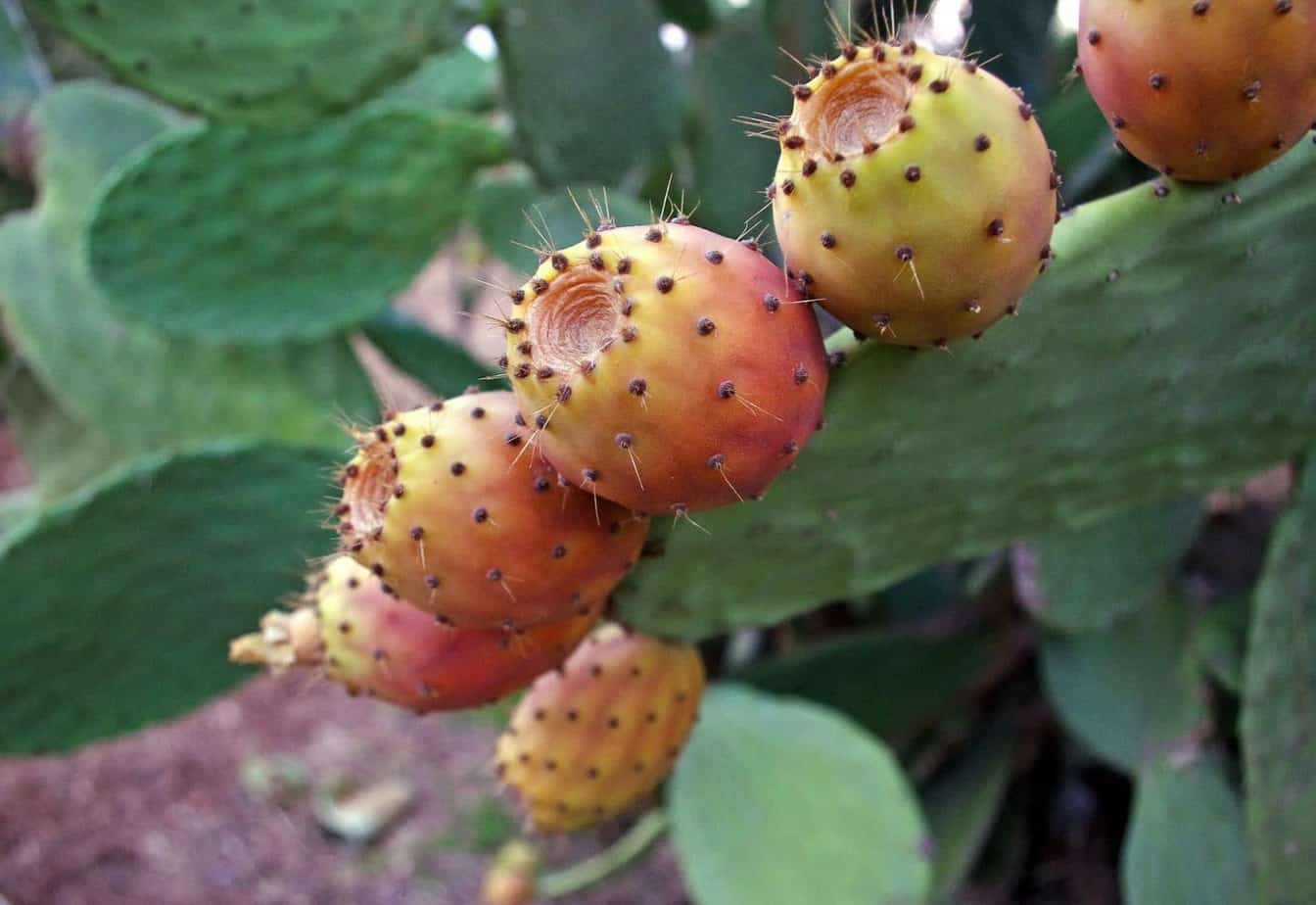 Съедобные плоды кактуса с названием и описанием