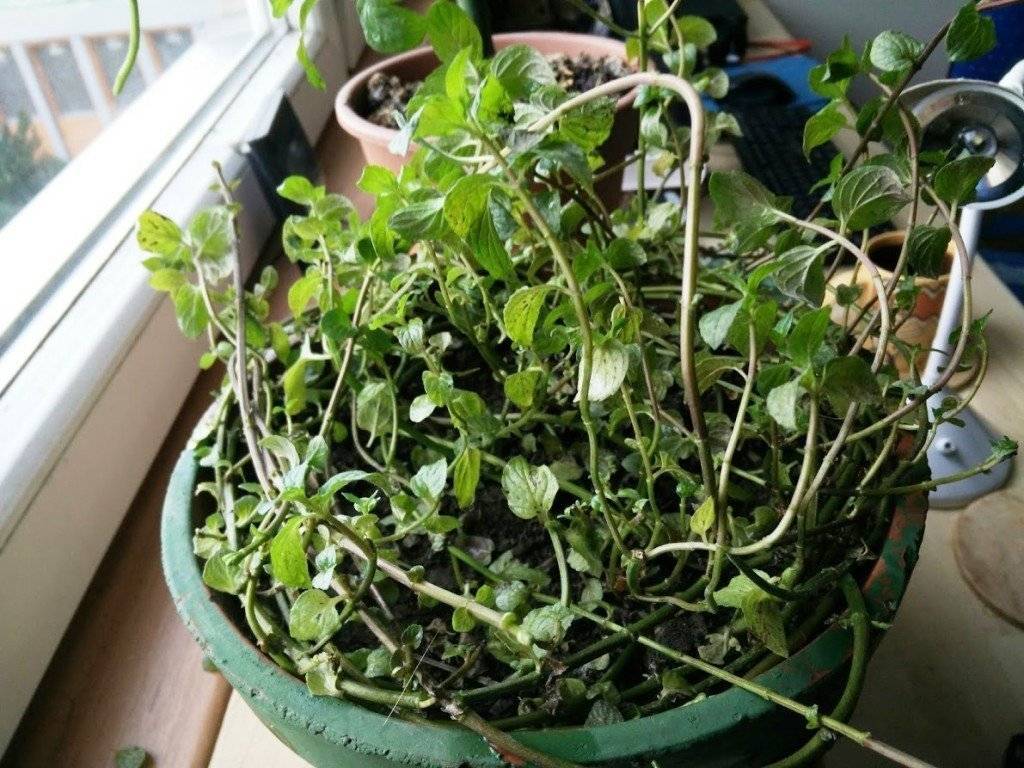 Комнатная домашняя мята (плектрантус): полезные свойства, как вырастить мяту дома на подоконнике, уход за растением