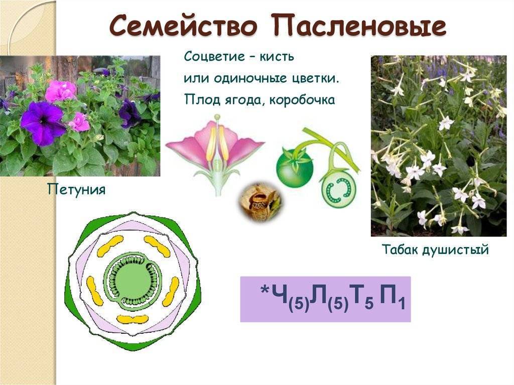 Семейство пасленовые – представители, формула цветка растений