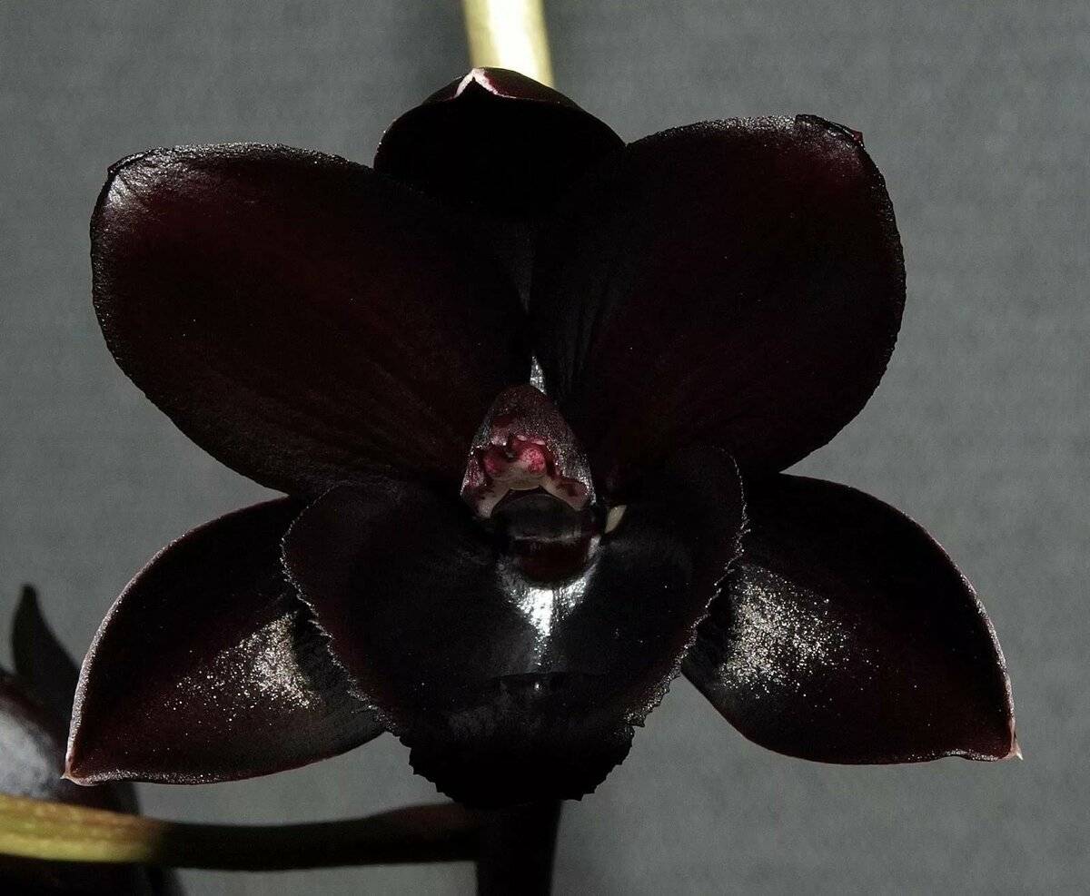 Особенности черной орхидеи: фото цветов, популярные сорта, среди которых и черный принц, выращивание растений в горшке и правила ухода за ними selo.guru — интернет портал о сельском хозяйстве