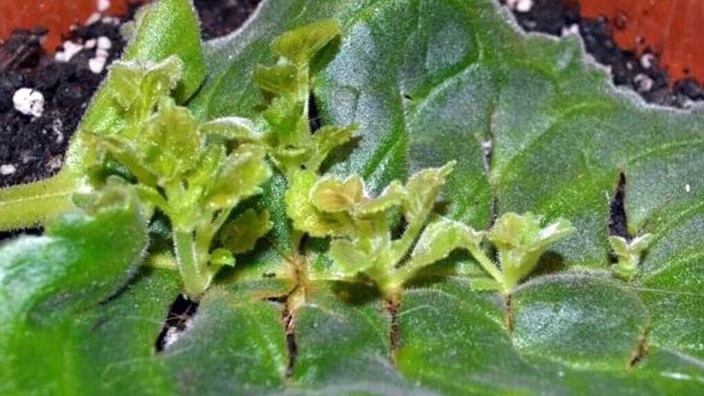Размножение глоксинии листом: как укореняется, особенности посадки в домашних условиях