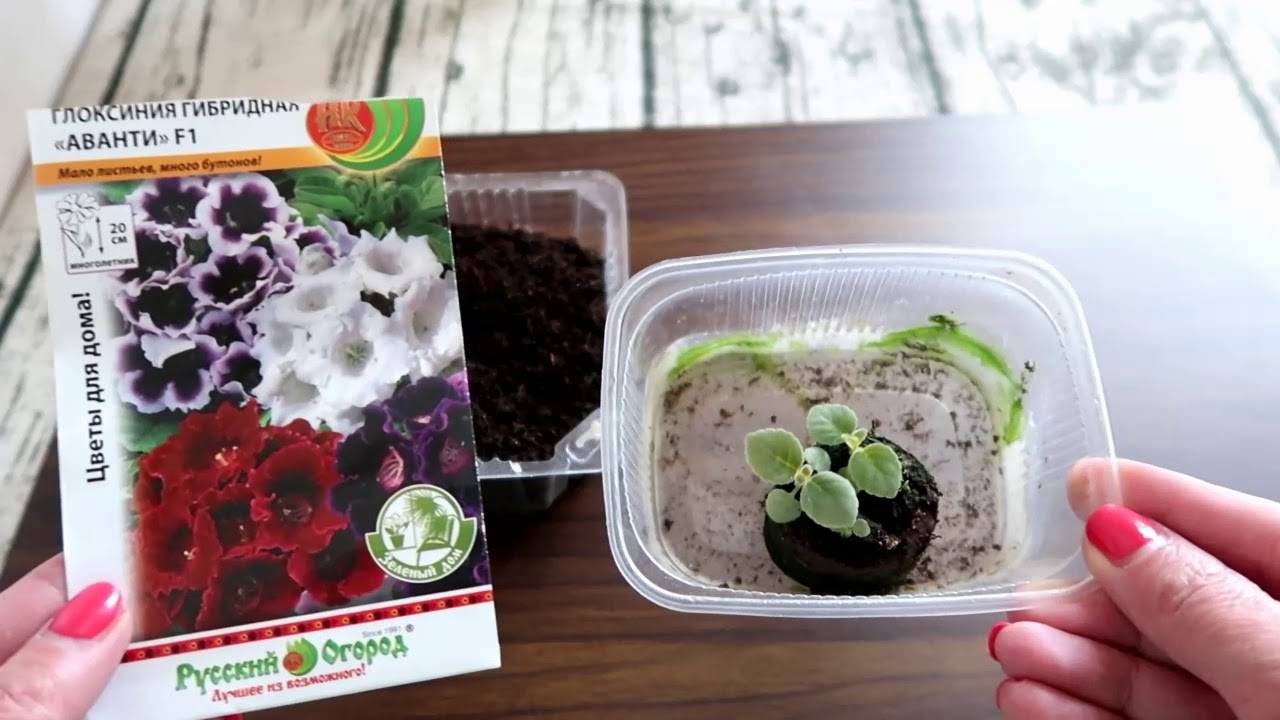 Глоксиния из семян в домашних условиях – пошаговое фото, как посеять, правильно, выращивание и уход