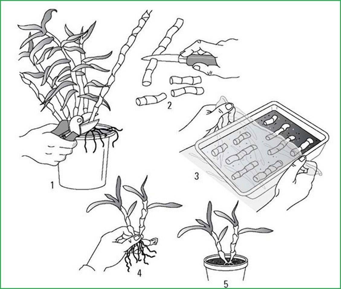 Как вырастить орхидею каттлея дома на подоконнике — советы опытных цветоводов