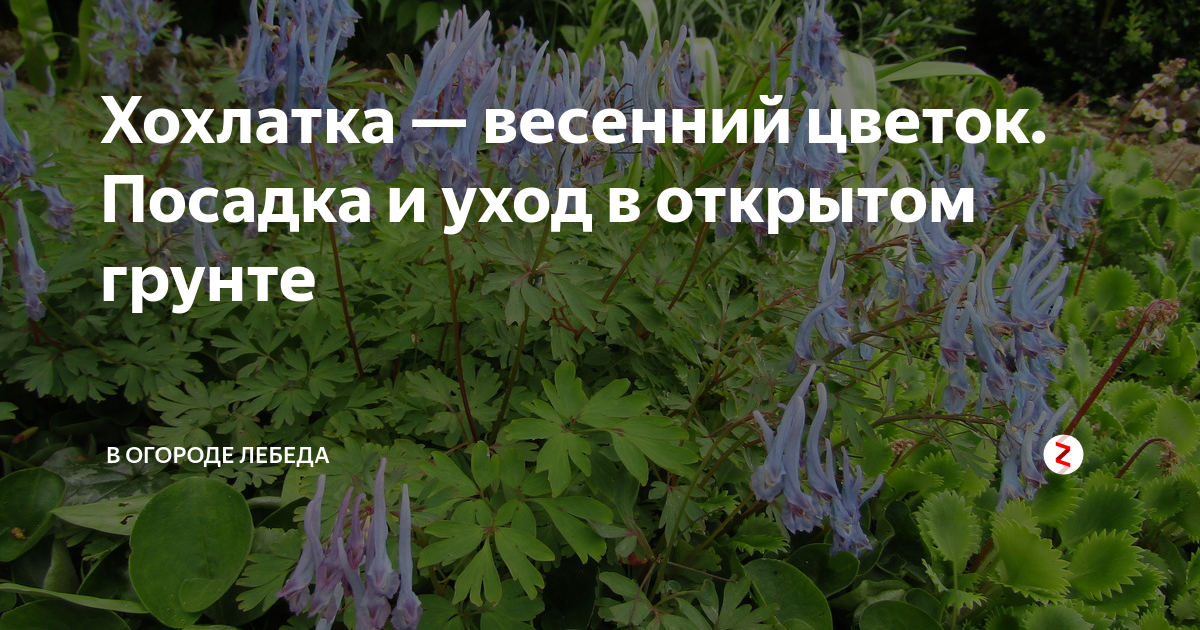 Хохлатка: фото цветка, описание, выращивание и рекомендации по уходу - sadovnikam.ru