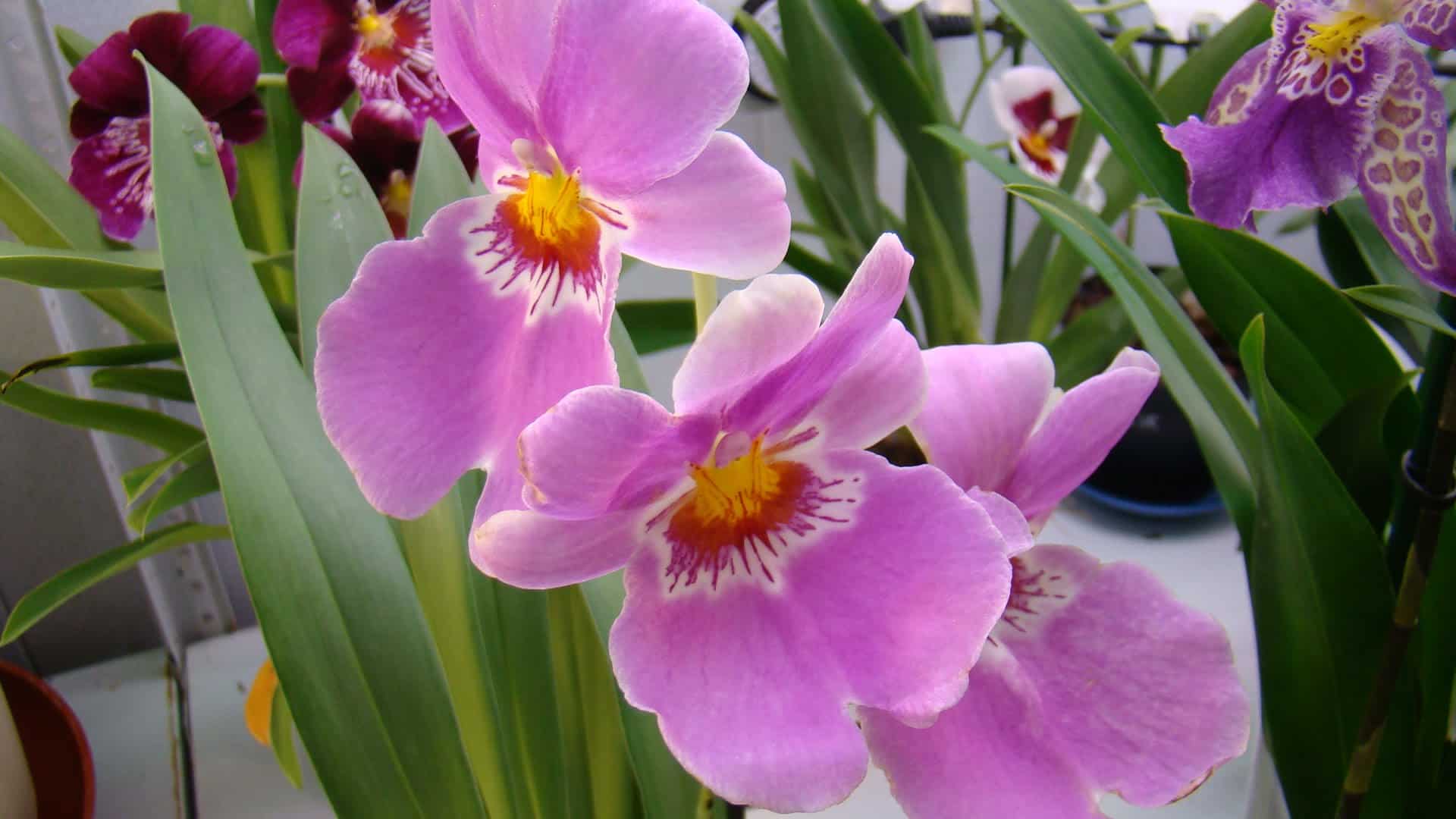 Орхидея мильтония: описание, фото разновидностей и правила ухода в домашних условиях