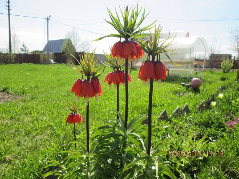 Цветы рябчики - посадка и уход, фото императорского и выращивание
