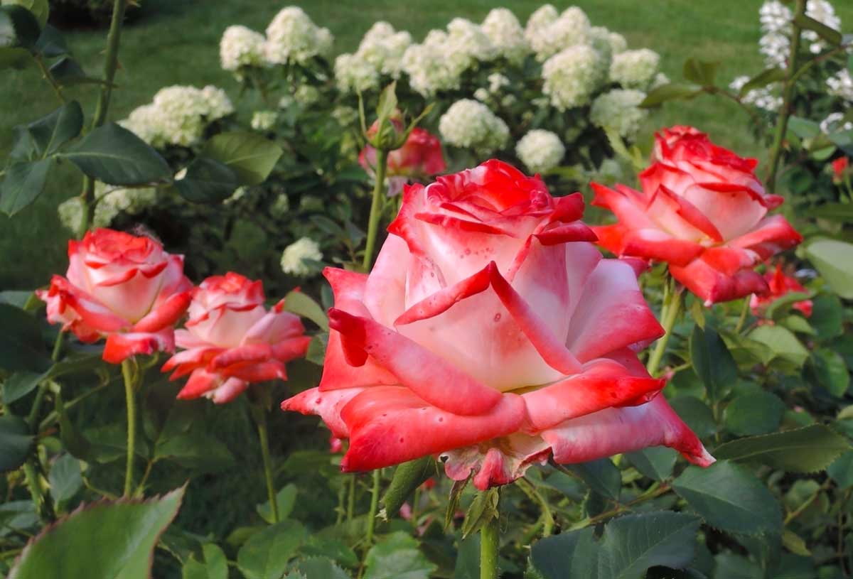 О розе императрица фарах (imperatrice farah): описание сорта чайно гибридных роз