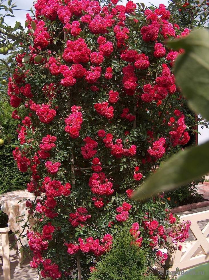 Какие розы самые неприхотливые и зимостойкие_ | speakingflower.ru