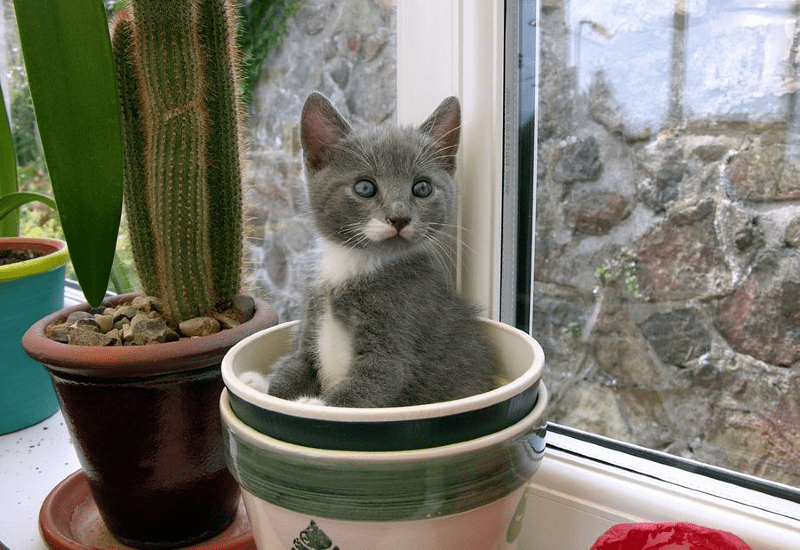 Кошка ест цветы в доме: что делать?
кошка ест цветы в доме: что делать?