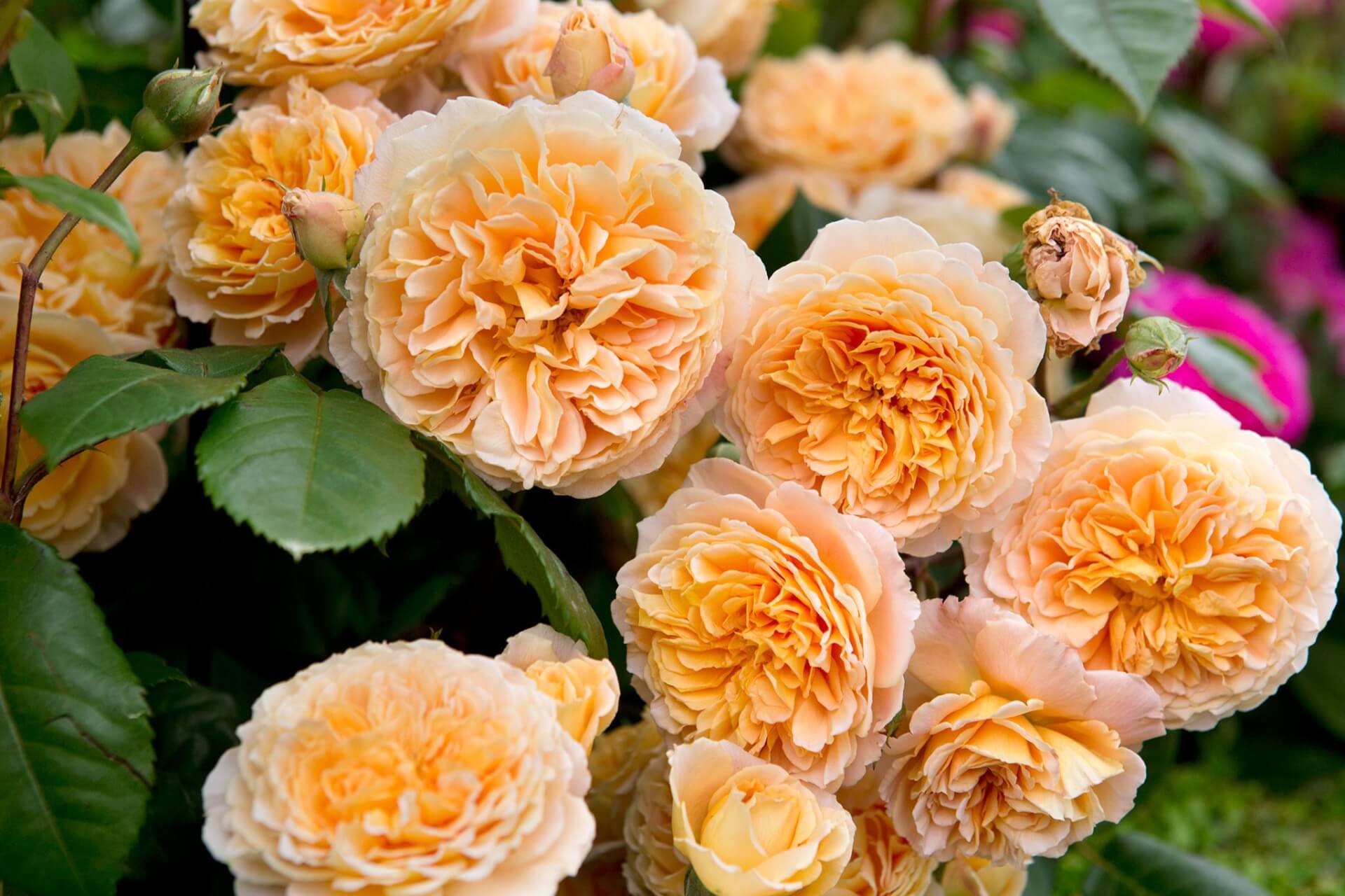 Основные сведения о розах шрабах: популярные сорта, уход, размножение