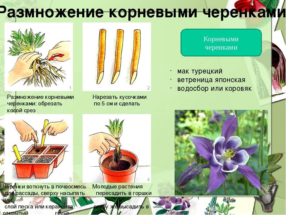 Как сажать цветы - wikihow