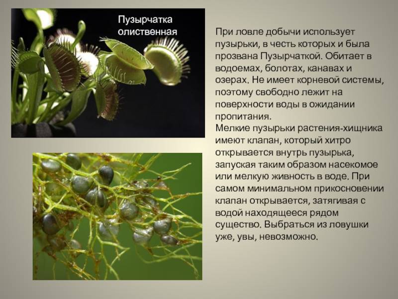 Аквариумное растение пузырчатка: содержание, польза, размножение