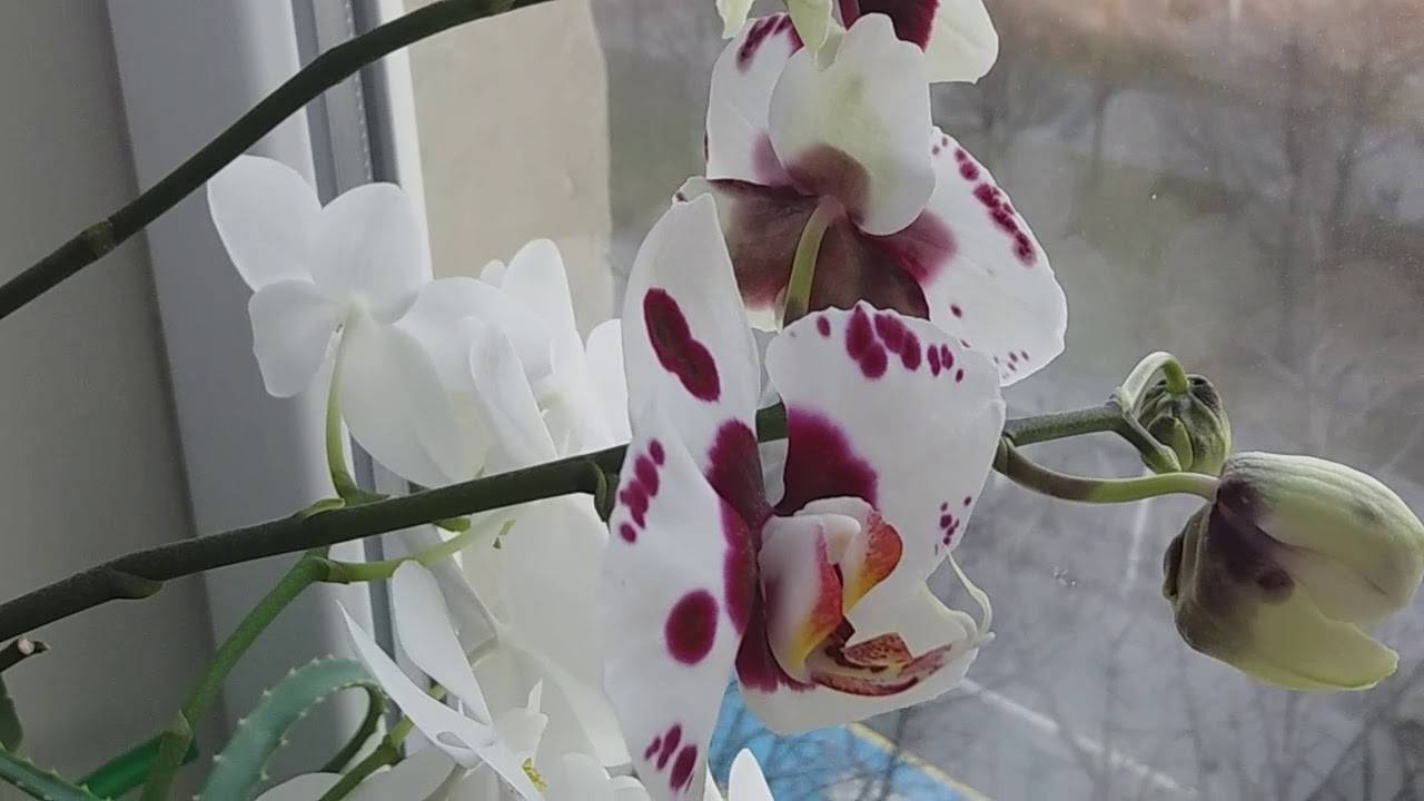 Почему у орхидеи опадают бутоны и цветы: 10 основных причин