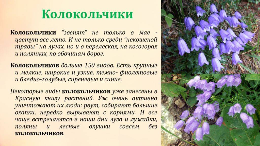 Цветок колокольчик: фото с описанием, посадка и уход - sadovnikam.ru