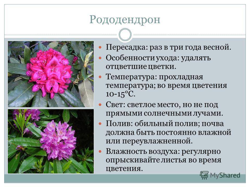 Рододендрон даурский: описание, сорта, выращивание и уход, лечебные свойства