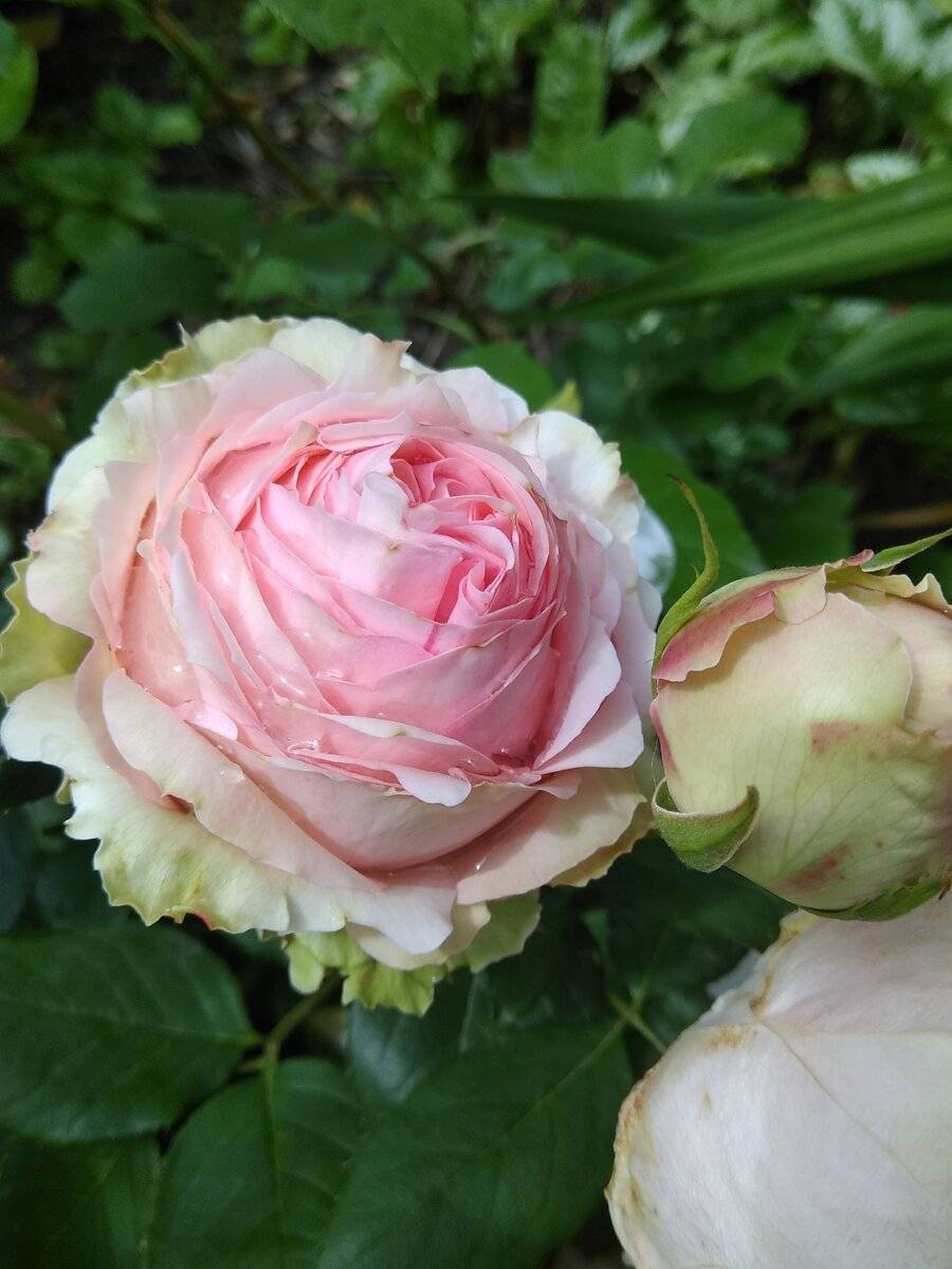 Роза леди бомбастик: фото, отзывы, описание срезочного пионовидного сорта, выращивание, посадка, уход, обрезка и подкормка цветов