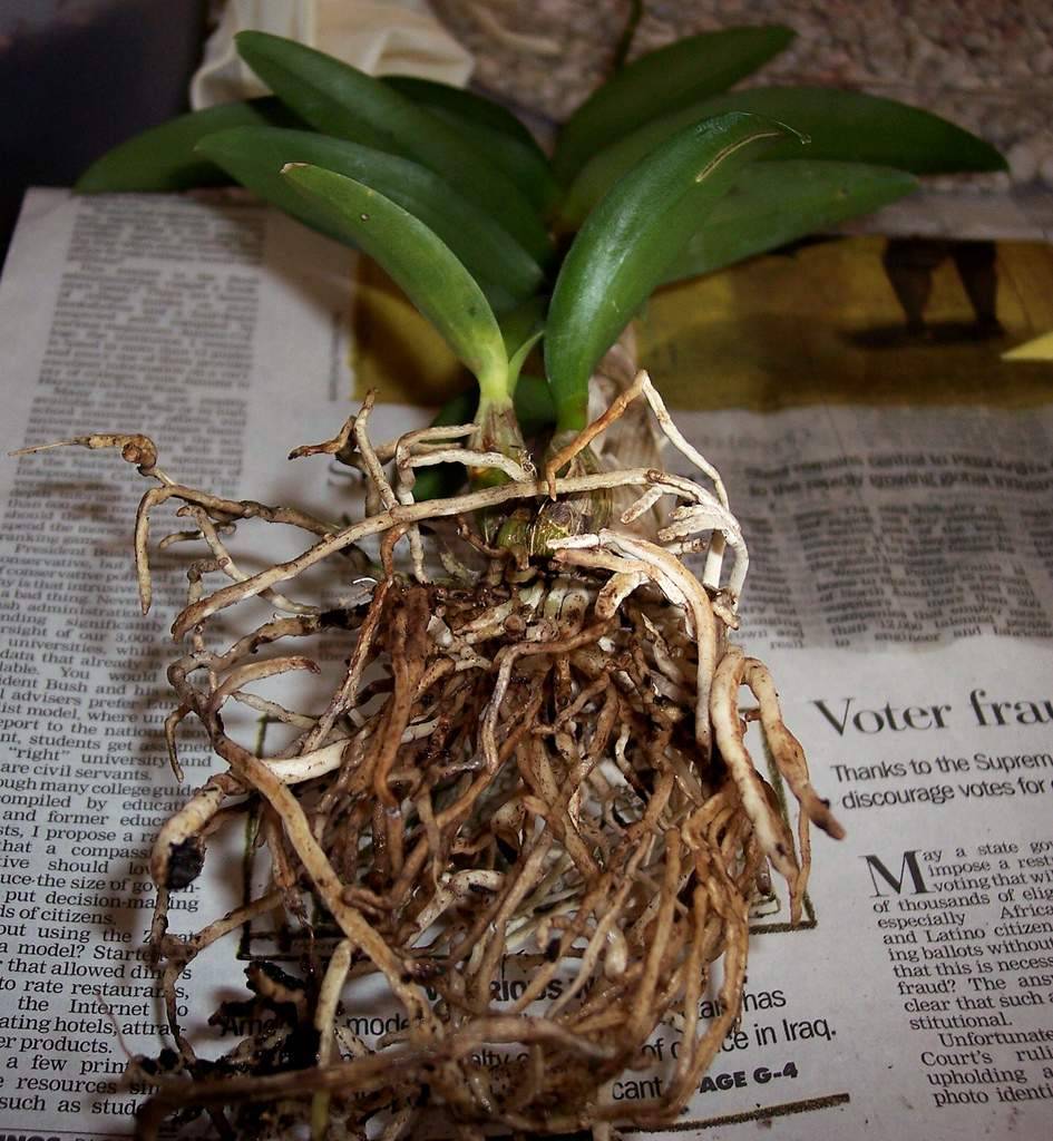 Орхидея дендробиум нобиле: уход и размножение в домашних условиях, фото