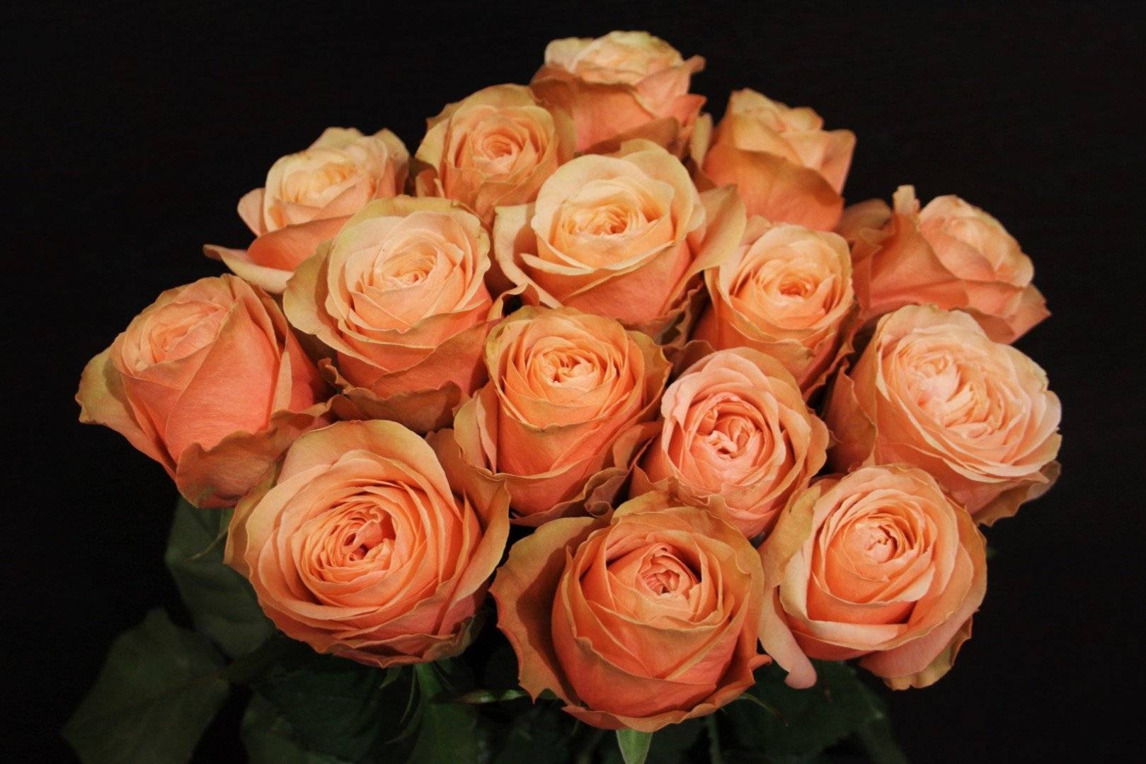 Кахала роза - описание сорта, ее характеристики, правила посадки и ухода  | розоцвет