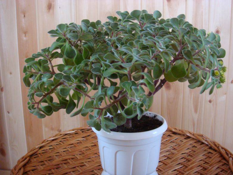 Аихризон - "дерево любви". как ухаживать за растением? :: syl.ru