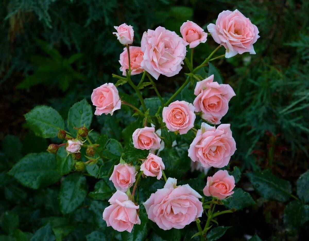Описание и характеристики сорта розы-спрей лидия лавли: размножение и цветение