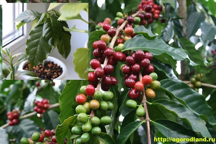 Комнатное растение кофе: особенности выращивания, уход и размножение :: syl.ru