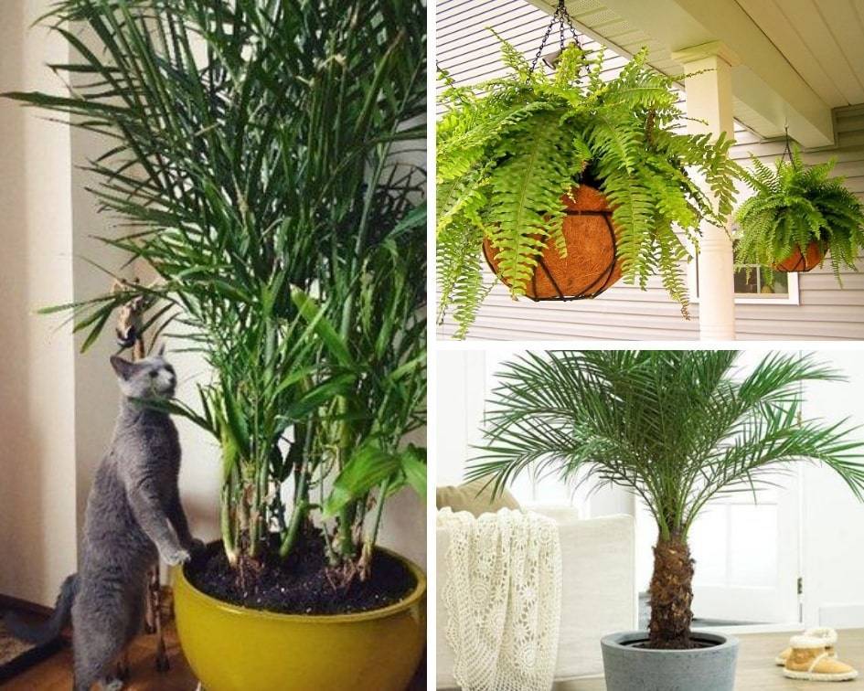 Комнатные растения безопасные для кошек и собак » reklama-32