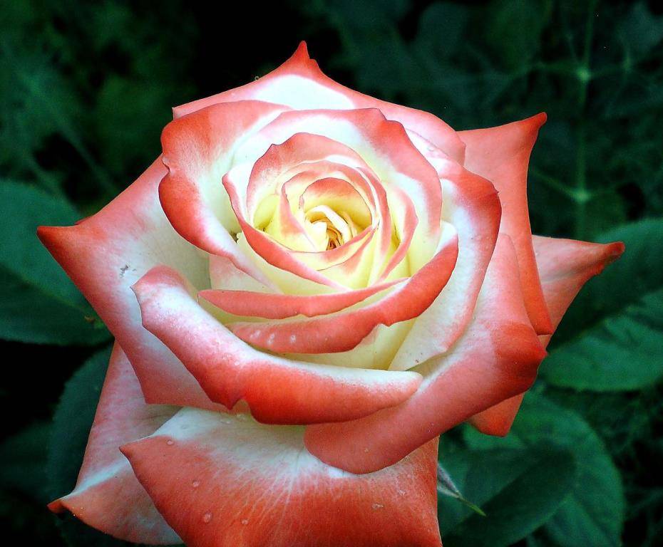 Роза императрица фарах (imperatrice farah): описание сорта, посадка и уход