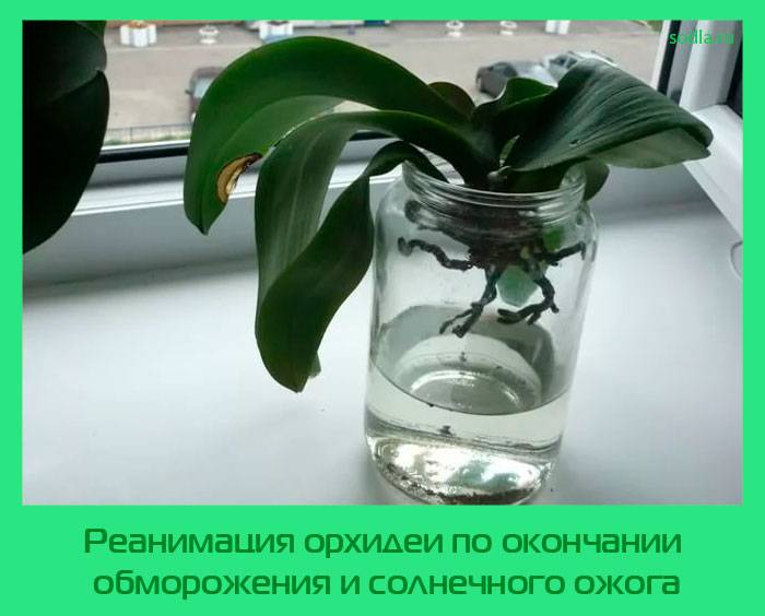 Как эффективно реанимировать орхидею дома если она погибает