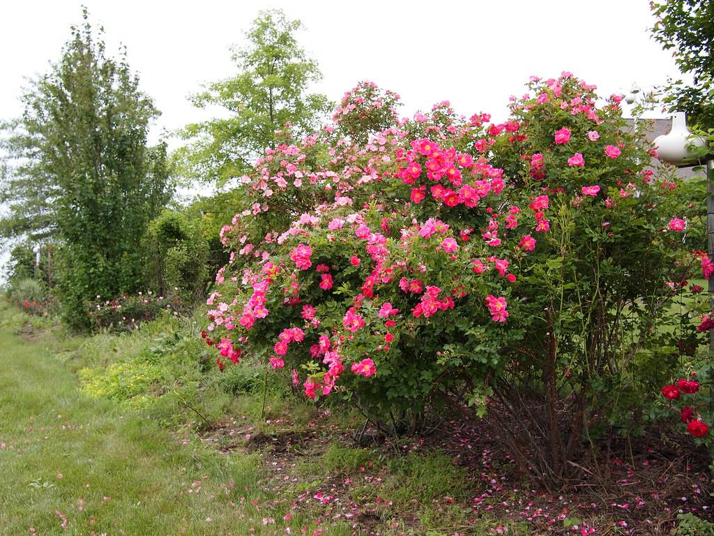 Канадские розы — лучшие сорта, посадка и уход в открытом грунте