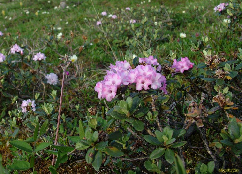 Rhododendron adamsii rehderописание таксона