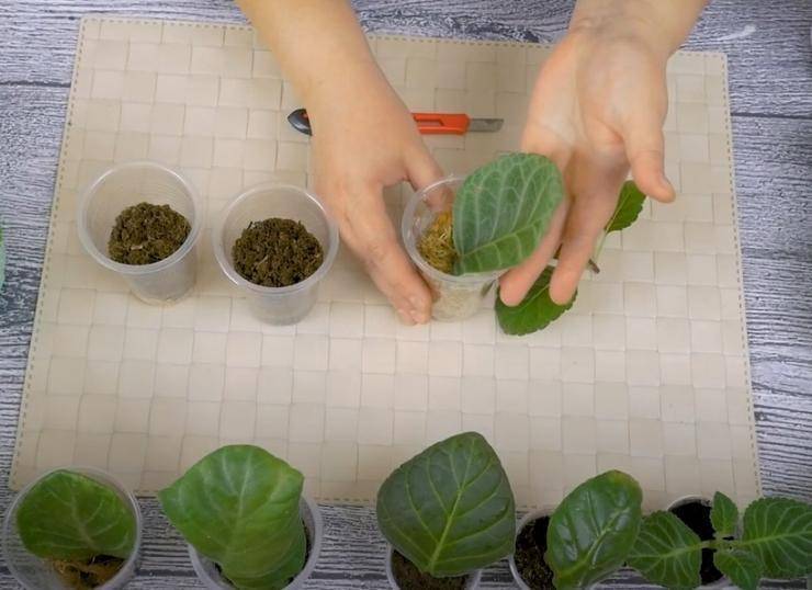 Глоксиния из семян: особенности посадки в домашних условиях. выращивание глоксинии из семян
