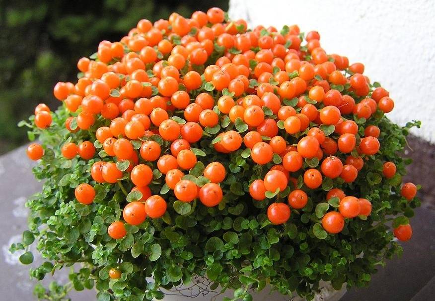 Нертера или кораловый мох: описание, использование, выращивание | огородники