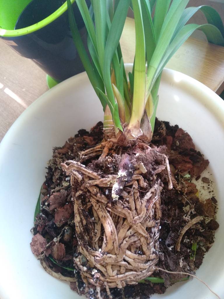 Орхидея цимбидиум: уход в домашних условиях и выращивание
