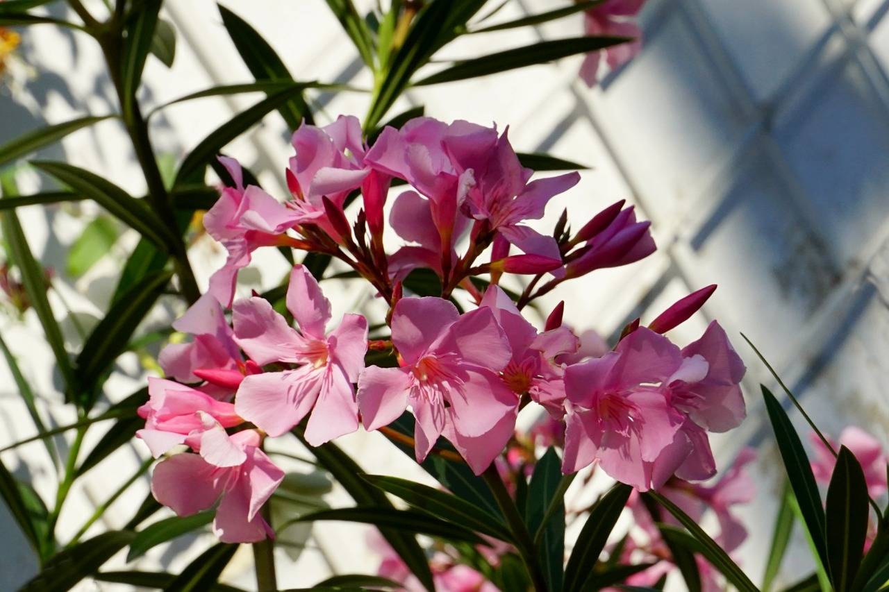 Цветок олеандр обыкновенный фото уход в домашних условиях и выращивание, ядовитый или нет