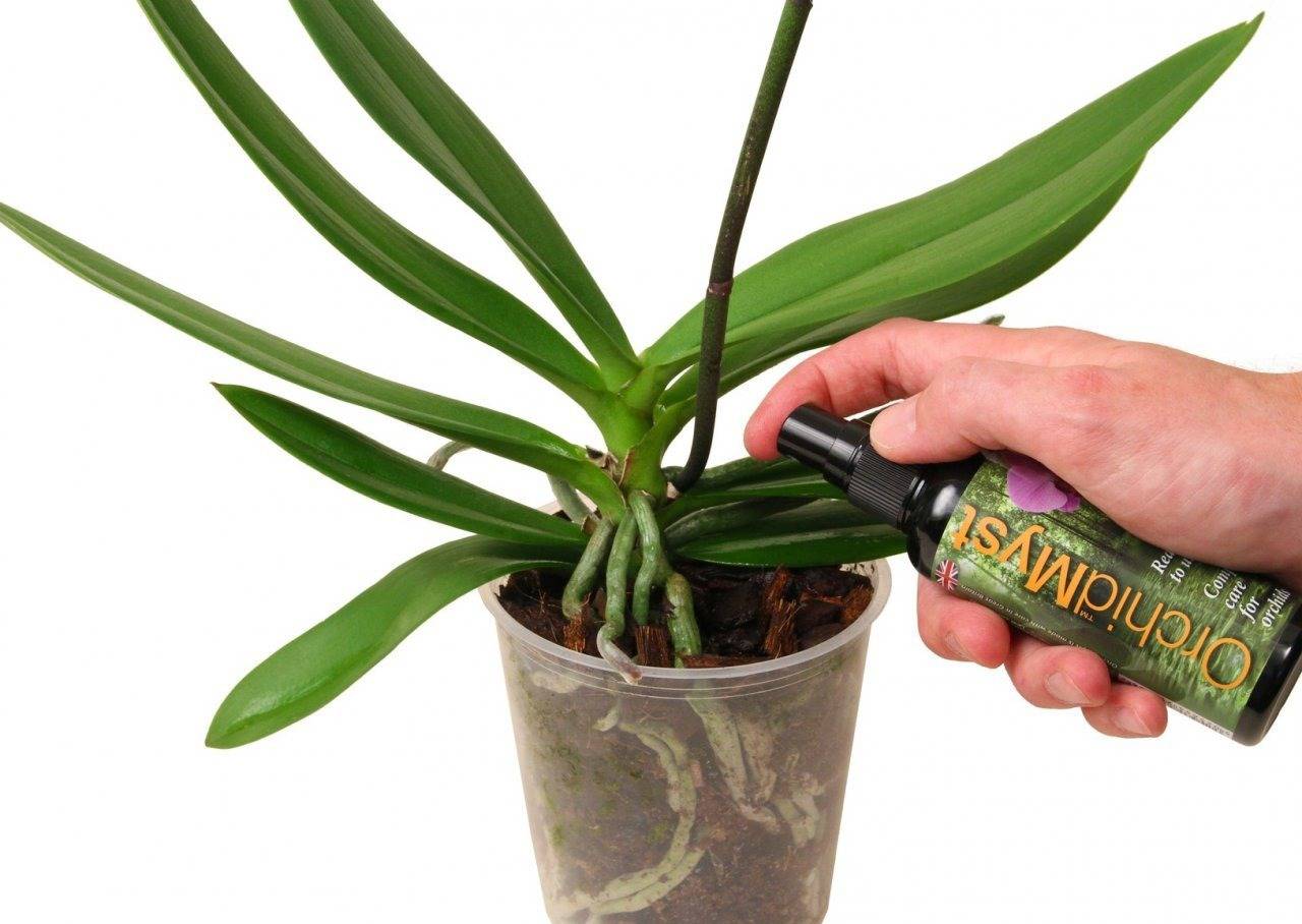 Как реанимировать орхидею: спасение цветка в домашних условиях