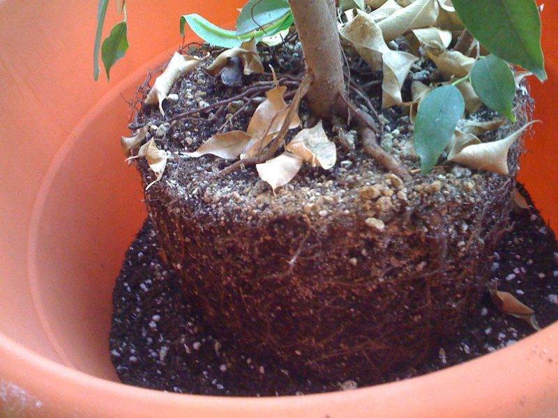 Каучуконосный фикус эластика мелани: советы для цветоводов по уходу и выращиванию растения