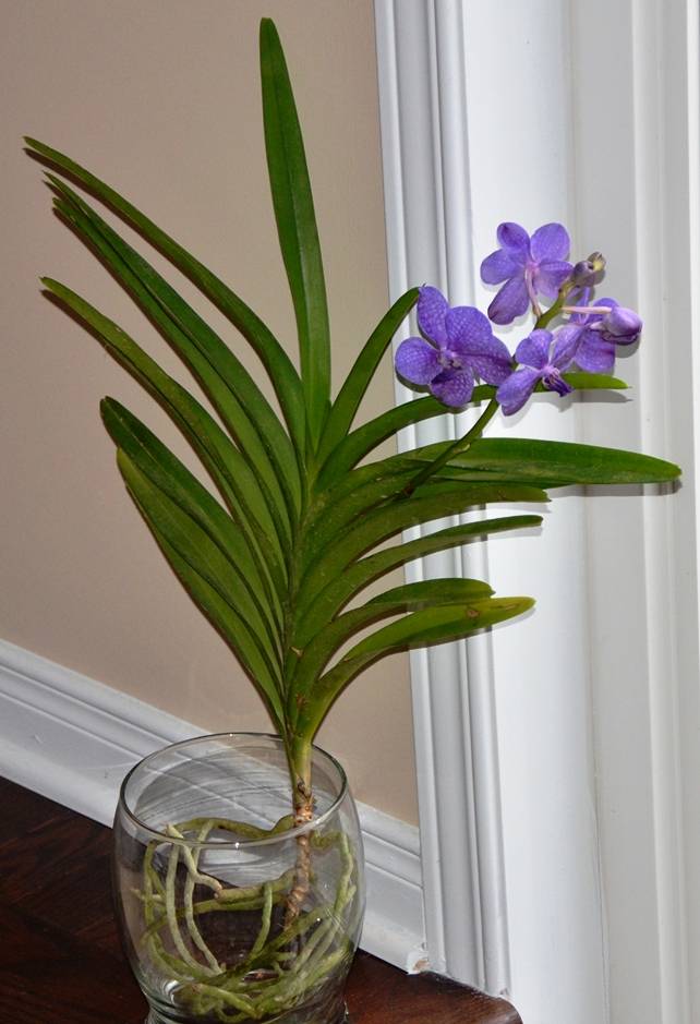 Ванда vanda орхидея - уход в домашних условиях, рекомендации по выращиванию