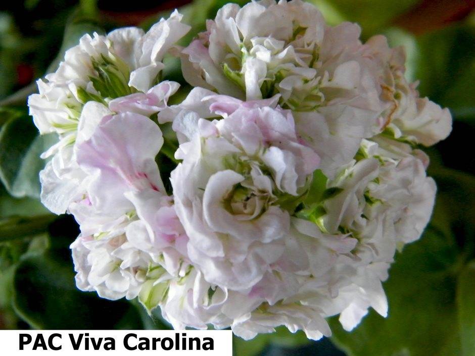 О пеларгонии пак вива каролина (pac viva carolina): описание сорта, уход