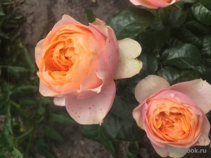 Почвопокровные розы цветущие все лето отзывы описание + фото