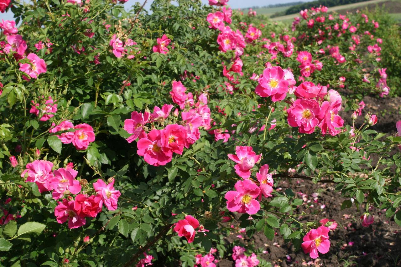 О розе quadra: описание и характеристики, выращивание сорта канадской розы