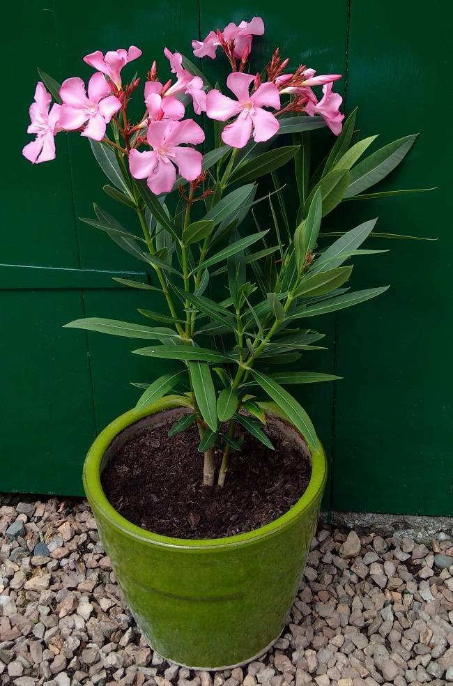 ᐉ цветок олеандр: уход в домашних условиях, фото и виды, выращивание из семян - roza-zanoza.ru