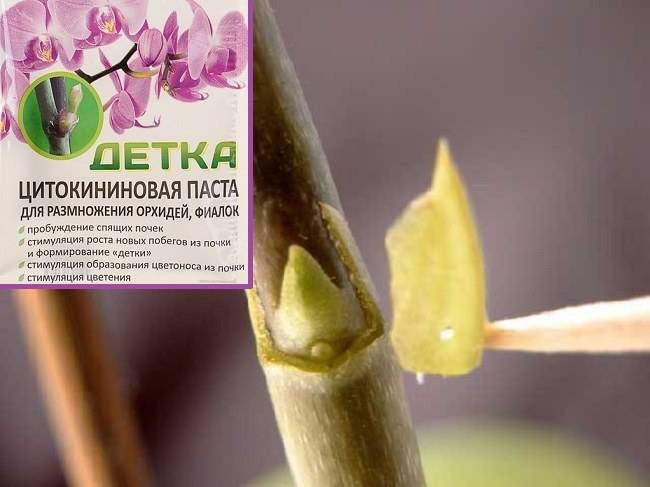 Использование цитокининовой пасты для орхидеи: для цветения, размножения